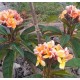 Plumeria 'Parameno'