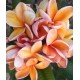 Plumeria 'Parameno'