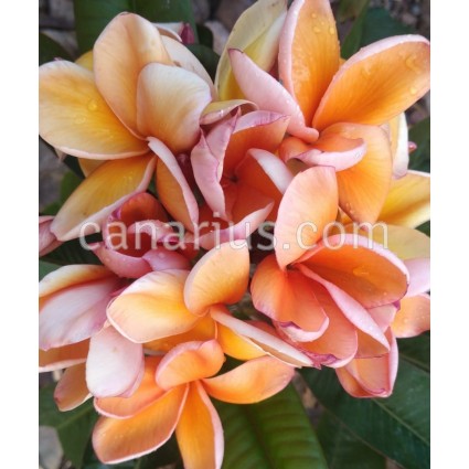 Plumeria 'Parameno'