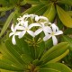 Plumeria 'Ekmanii'