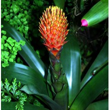 Guzmania conifera