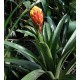 Guzmania conifera