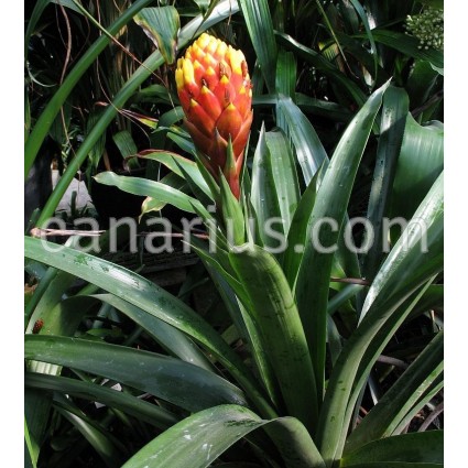 Guzmania conifera