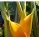 Heliconia caribaea 'Yellow'