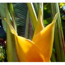 Heliconia caribaea 'Yellow'