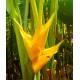 Heliconia caribaea 'Yellow'