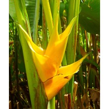 Heliconia caribaea 'Yellow'