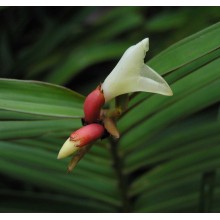 Alpinia luteocarpa