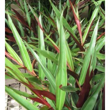 Alpinia luteocarpa