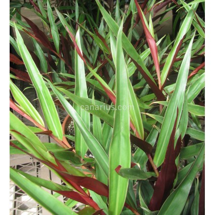 Alpinia luteocarpa