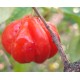 Eugenia uniflora 'Manoa Orange'