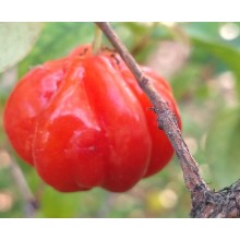 Eugenia uniflora 'Manoa Orange'