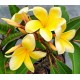 Plumeria 'Aztec Gold'