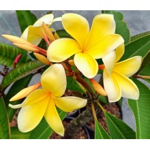 Plumeria 'Aztec Gold'