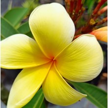 Plumeria 'Aztec Gold'