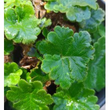 Doryopteris cordata 