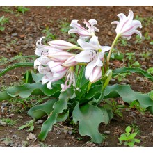 Crinum macowanii