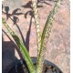 Alocasia brancifolia 'Serpent's tail' 