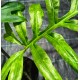 Alocasia brancifolia 'Serpent's tail' 