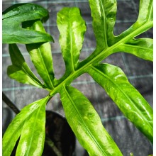 Alocasia brancifolia 'Serpent's tail' 