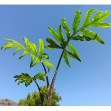 Alocasia brancifolia 'Serpent's tail' 