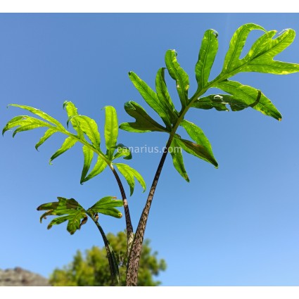 Alocasia brancifolia 'Serpent's tail' 