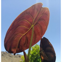 Alocasia cuprea 'Red Secret'