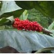 Anthurium cubense 