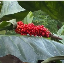 Anthurium cubense 