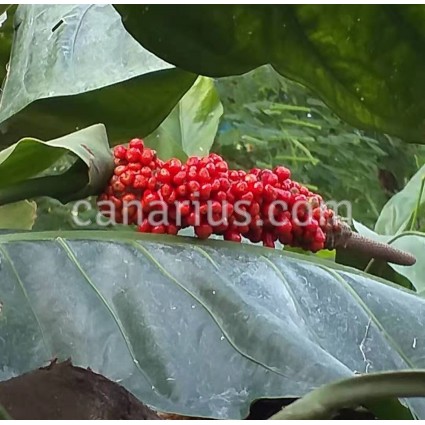 Anthurium cubense 