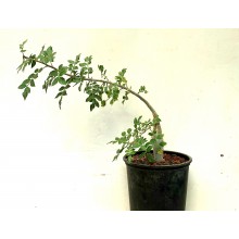 Bursera fagaroides