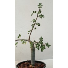 Bursera fagaroides