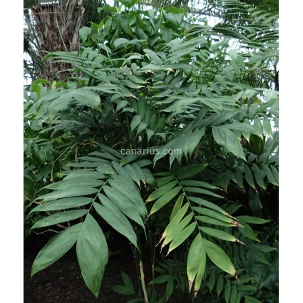 Chamaedorea microspadix