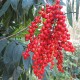 Chamaedorea microspadix