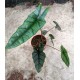 Alocasia heterophylla