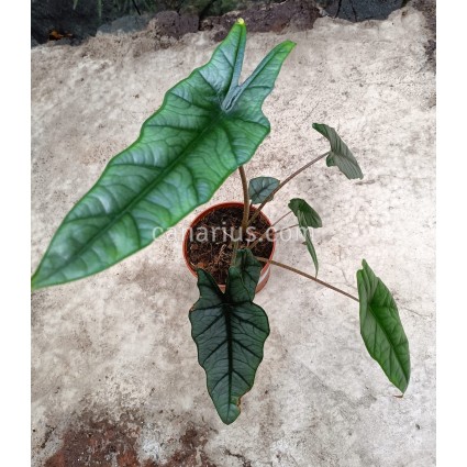 Alocasia heterophylla