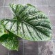 Alocasia 'lukiwan'