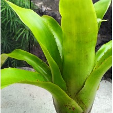 Aechmea maculata 