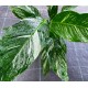 Spathiphyllum diamond