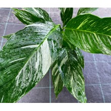 Spathiphyllum diamond