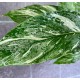 Spathiphyllum diamond