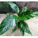 Spathiphyllum diamond