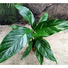 Spathiphyllum diamond