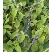 Coleus barbatus