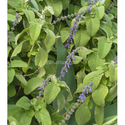 Coleus barbatus