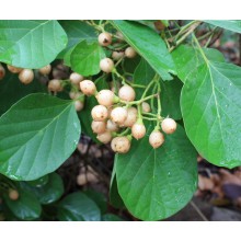 Cordia myxa