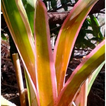 Aechmea leptantha albo marginata