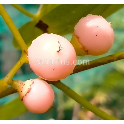 Cordia myxa