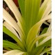 Pandanus veitchii - White form