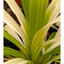 Pandanus veitchii - White form